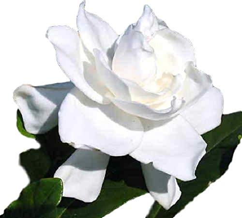 Summer Snow Gardenia Starter Plant 4L J529