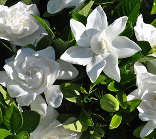 Summer Snow Gardenia Starter Plant 4L J529