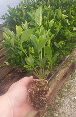 Summer Snow Gardenia Starter Plant 4L J529